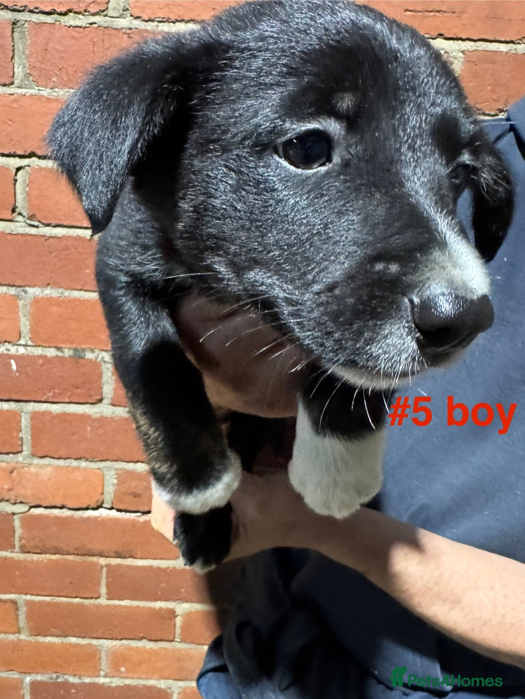 Border Collie dogs for sale: Bouncing border collies - Advert 6