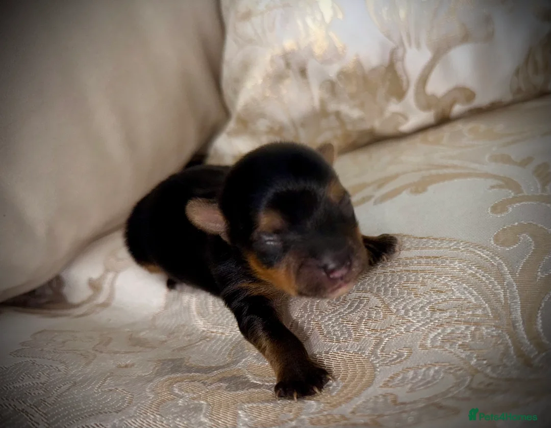 Mixed Breed dogs for sale: The Tiniest Blessings - Toy Yorkshire Terriers🐾💕 in Dunstable - Advert 2
