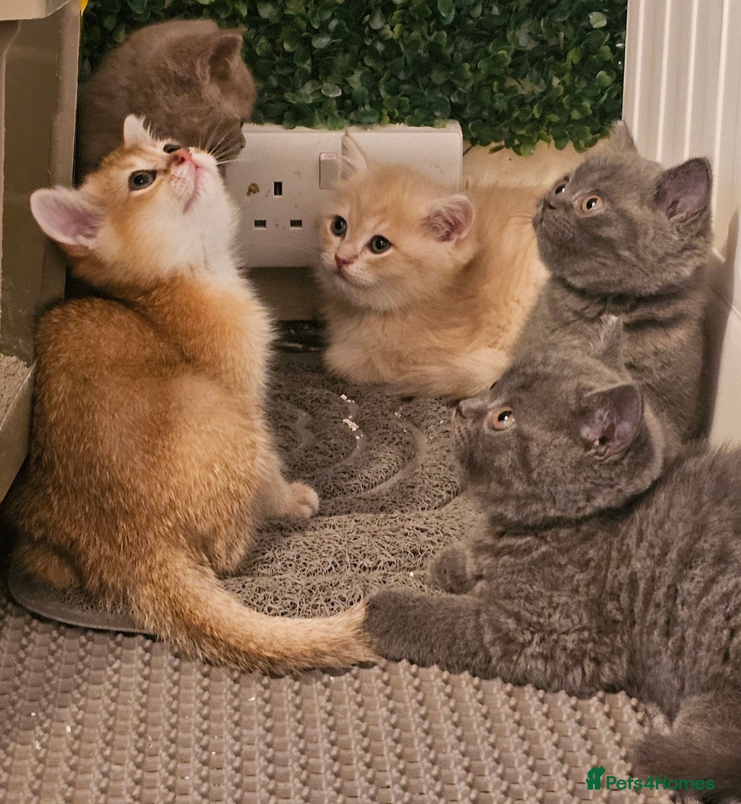 British Shorthair cats for sale: BSH BLUE AND BSH GOLD KITTENS Ready now! - Image 1