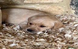 Labrador Retriever dogs for sale: Pedigree Labrador puppies - Image 6