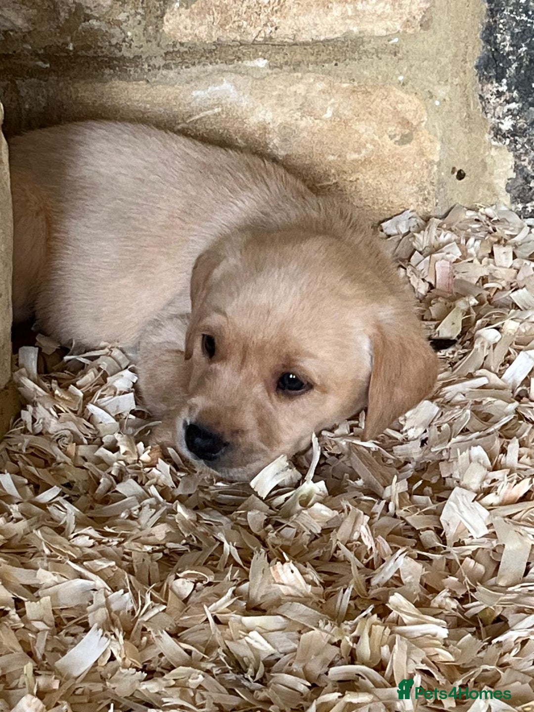 Labrador Retriever dogs for sale: Pedigree Labrador puppies - Image 6