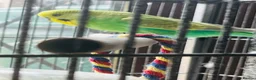 Budgerigars birds for sale: Pair of male/female budgies app 12 mths old - Advert 1