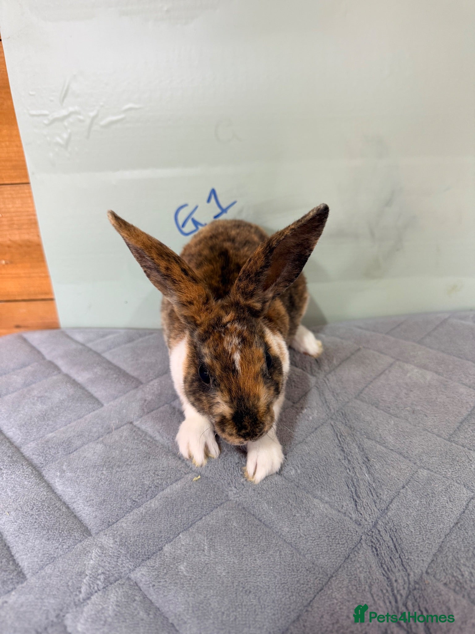 Rex rabbits mini Rex’s  - Advert 10