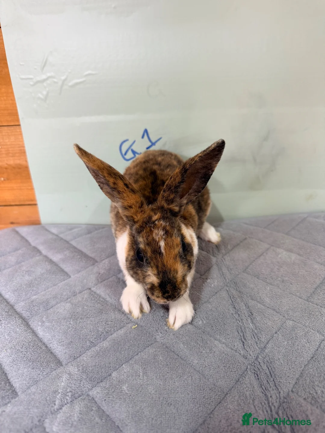 Rex rabbits for sale: mini Rex’s  - Advert 1