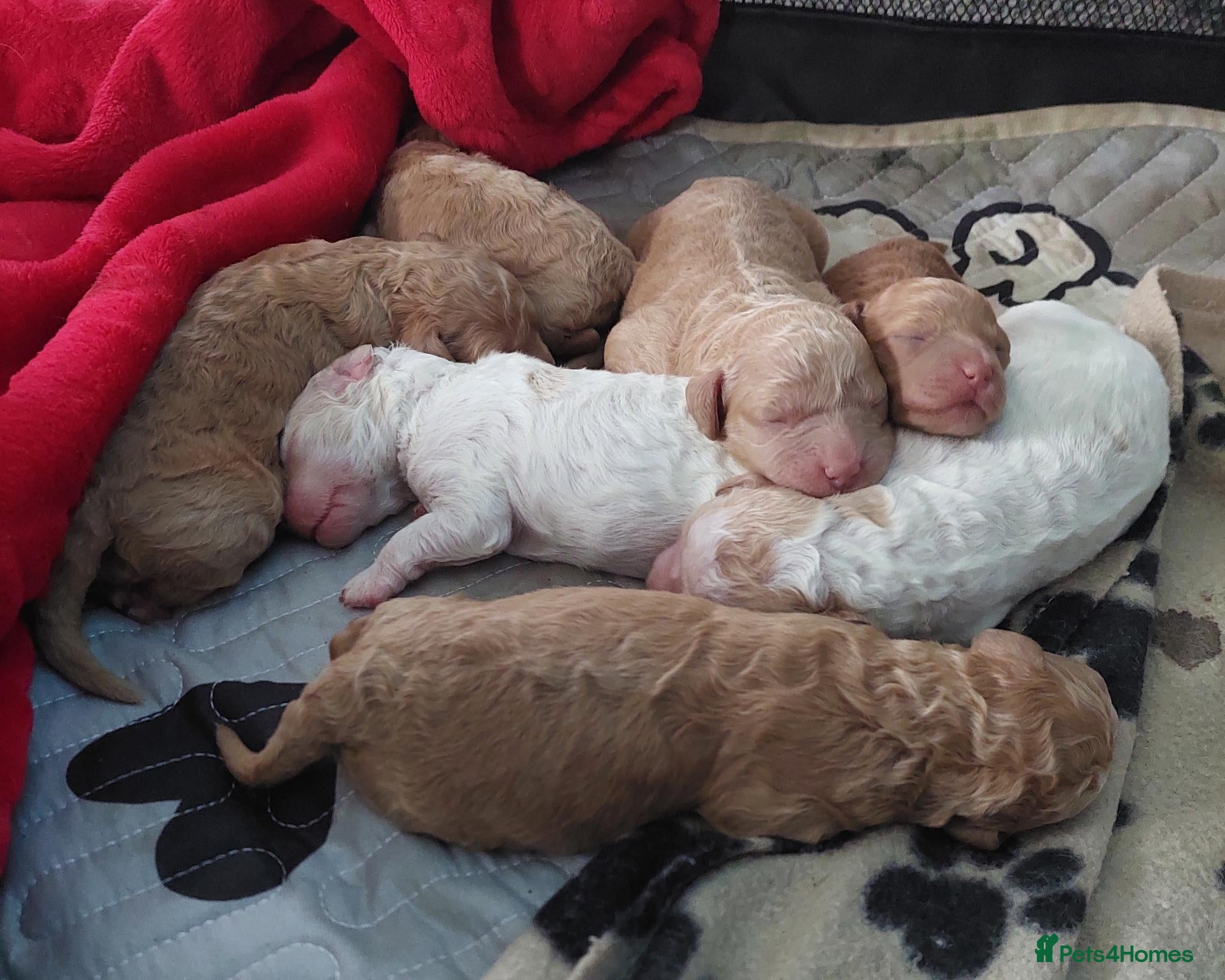 Cavapoo dogs for sale: Beautiful Cavapoo Puppies - Advert 8