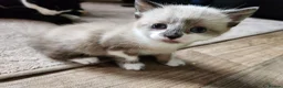 Mixed Breed cats for sale: 3 beautiful mixed breed kittens  - Advert 7