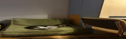 Beagle dogs for sale: Sweetheart Beagle - Advert 3