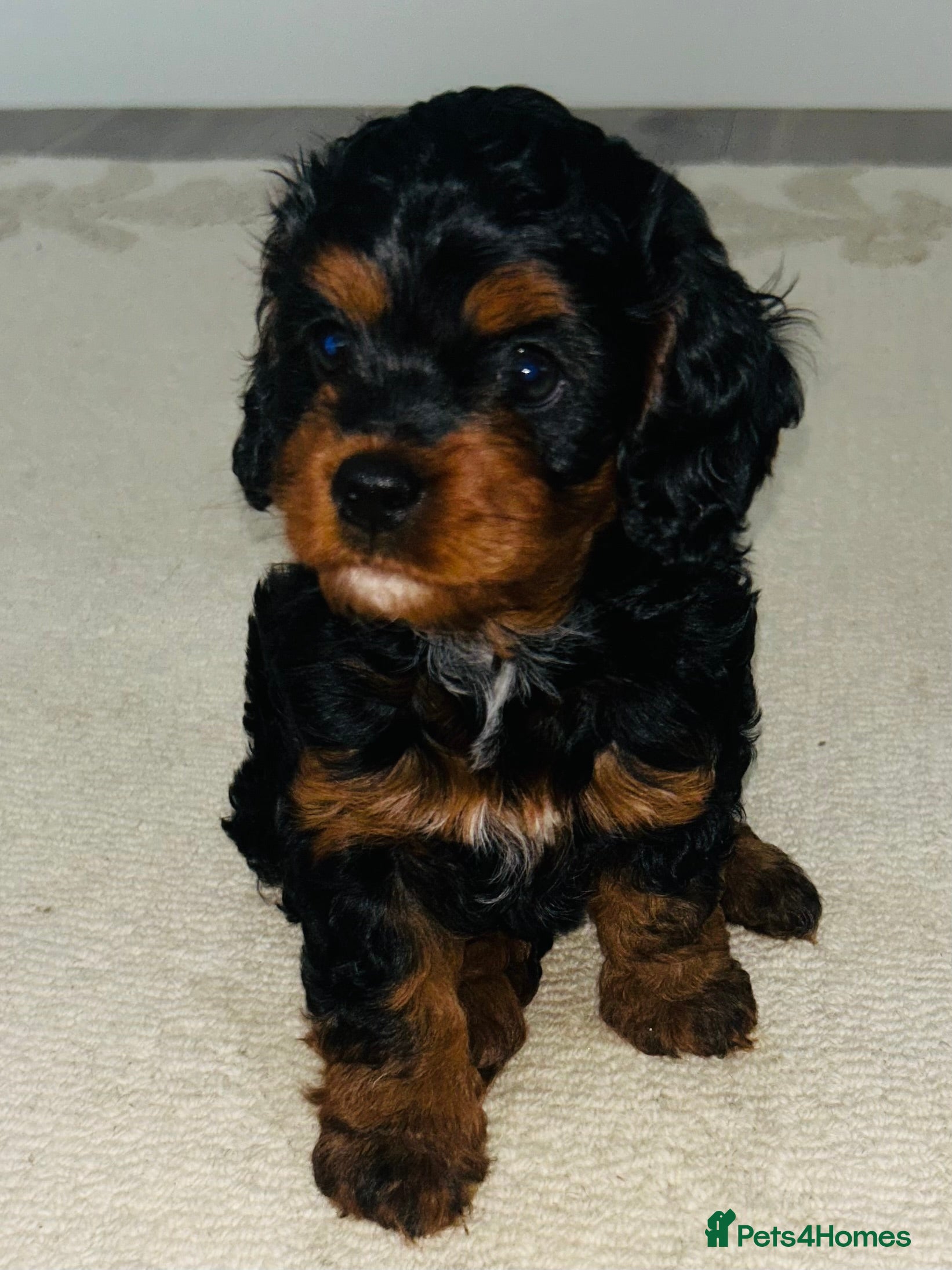 Cockapoo dogs Two beautiful cockerpoo puppies for sale 🐶 - Advert 18