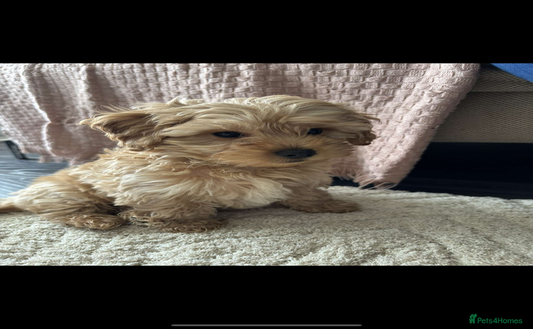 Yorkiepoo dogs - Advert 3