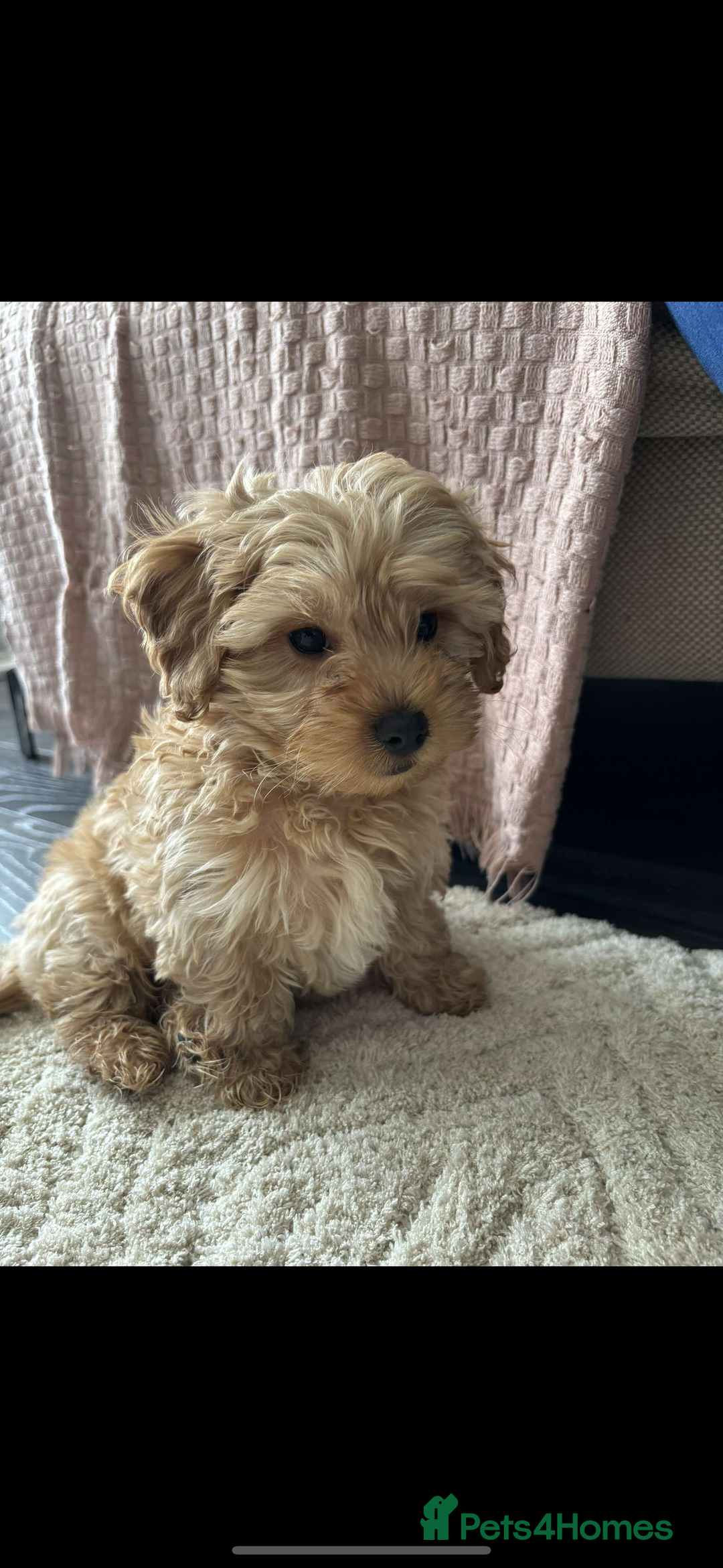 Yorkiepoo dogs for stud: Yorkiepoo STUD - Image 1