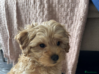 Yorkiepoo dogs Yorkiepoo STUD - Advert 1