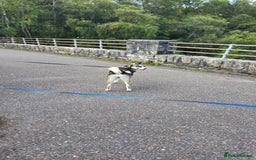 Pomsky dogs for sale: Pomsky F3 Pups -Read Descp - Image 15