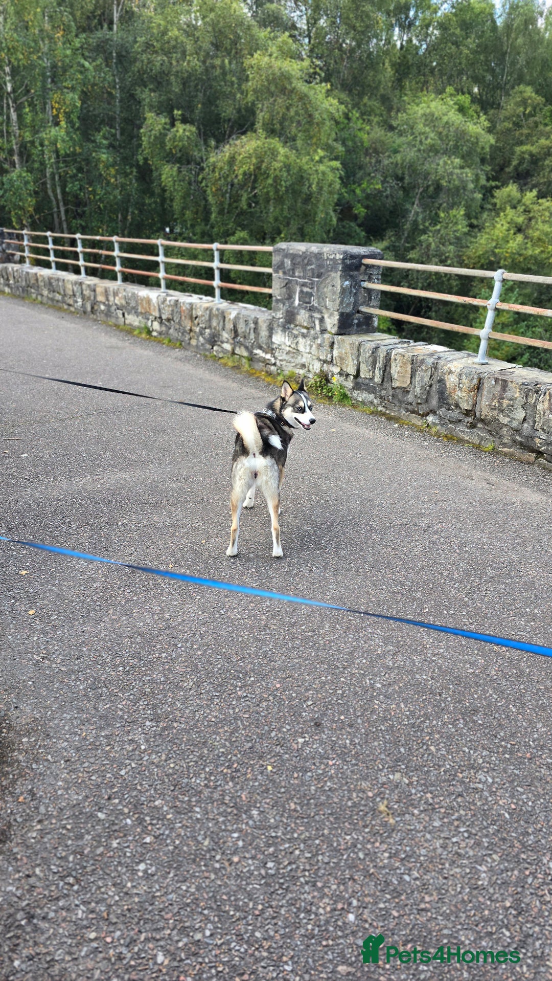 Pomsky dogs for sale: Pomsky F3 Pups -Read Descp - Image 15