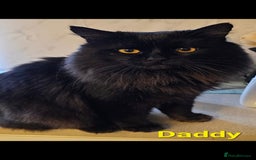 Mixed Breed cats for sale: Norwegian x pixiebob kittens mix available  - Image 29