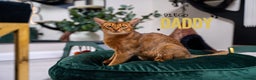 Abyssinian cats for sale: SILVER ABYSSINIAN-Winston-Rare and Exceptional  - Advert 7