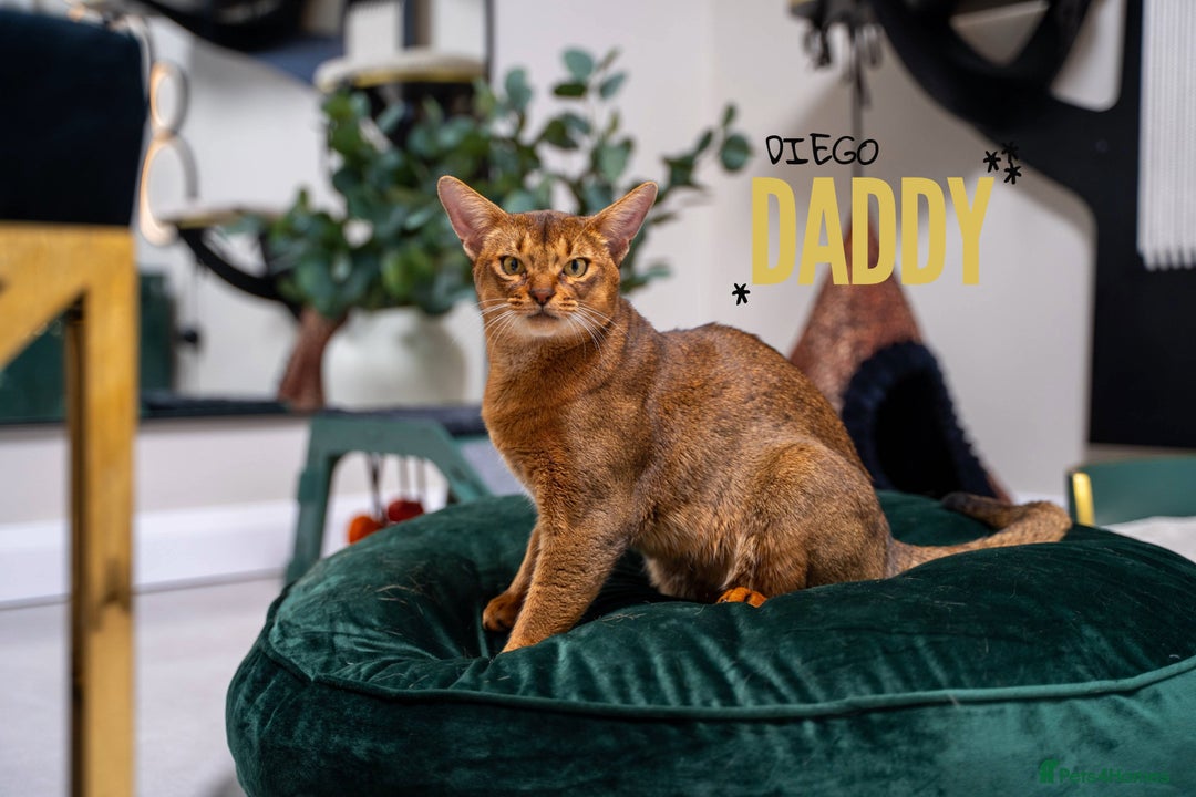 Abyssinian cats for sale: SILVER ABYSSINIAN-Winston-Rare and Exceptional  - Advert 7