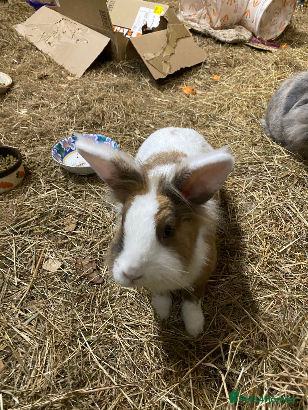 Lionhead rabbits for sale: Lions mane pair - Advert 4