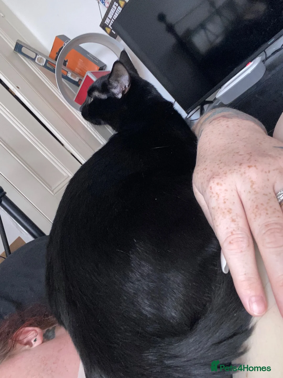 Mixed Breed cats for sale: Looking for a new home - Advert 6