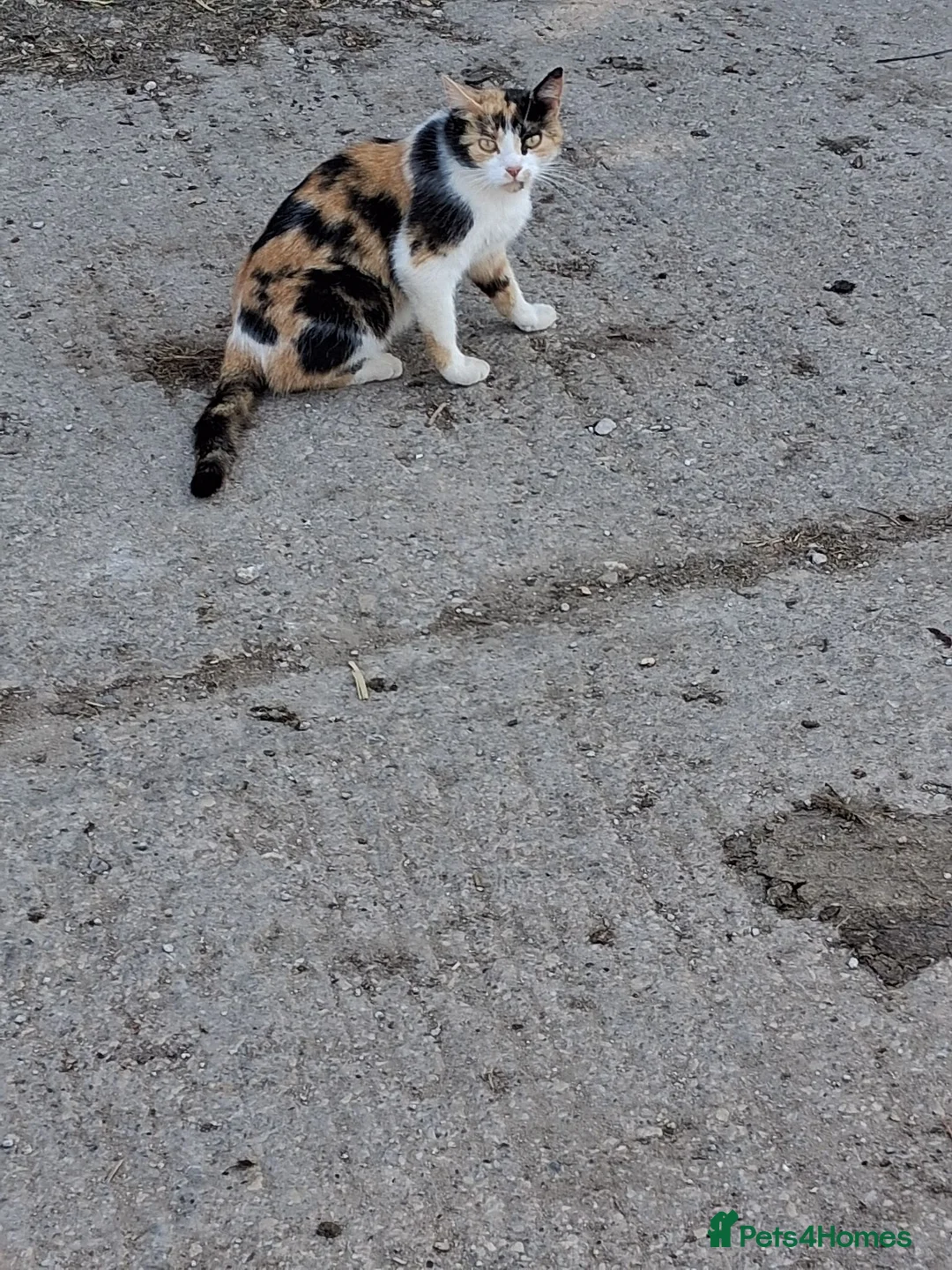 Mixed Breed cats for sale: Various kittens available  - Advert 2