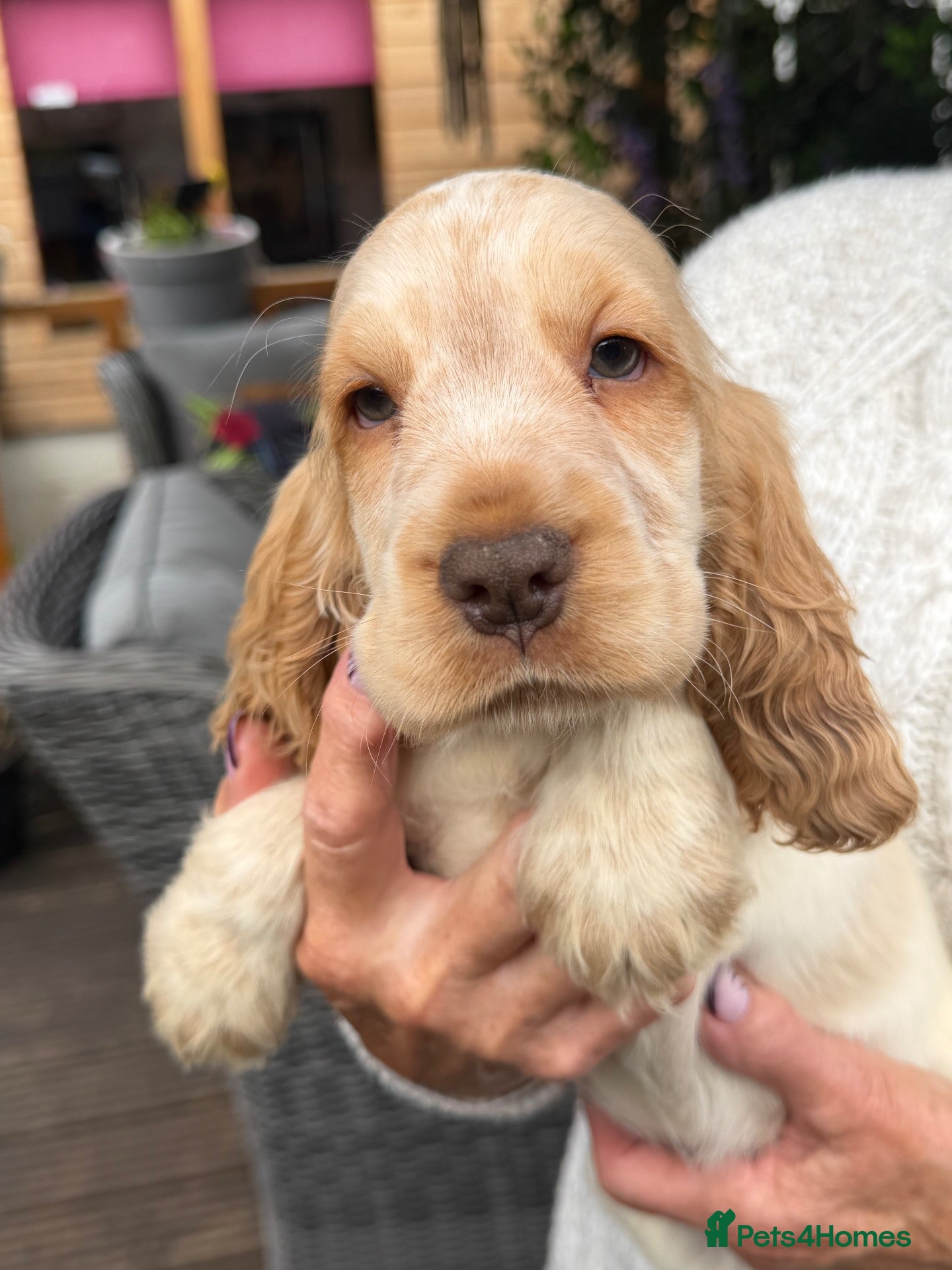 Cocker Spaniel dogs Show cocker spaniel pups ready now  - Advert 1