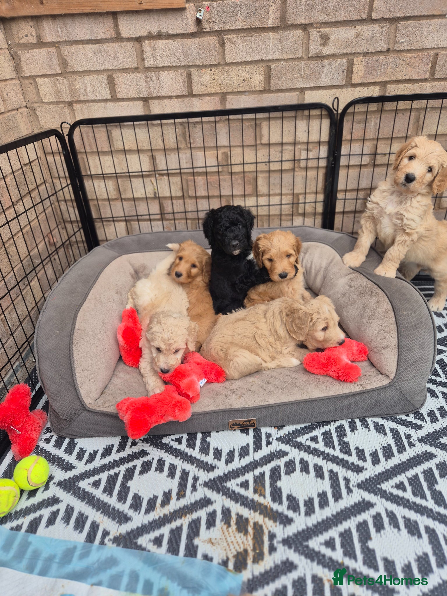 Bordoodle dogs ADORABLE F1B BORDOODLE PUPPIES READY MAY 1ST  - Advert 18