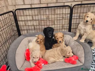 Bordoodle dogs ADORABLE F1B BORDOODLE PUPPIES READY MAY 1ST - Advert 18