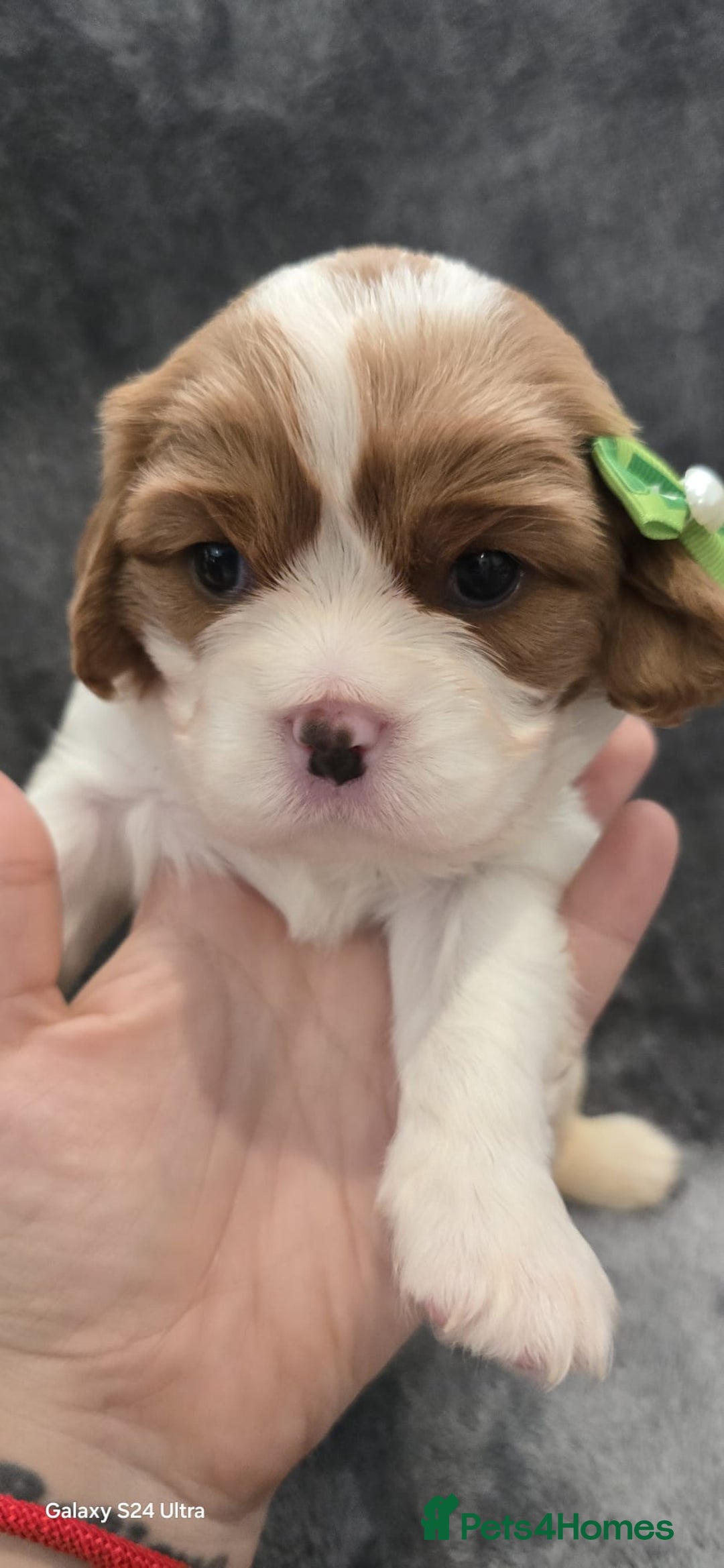 Cavalier King Charles Spaniel dogs for sale: 🐶 KC Cavalier King Charles Spaniel Puppies 🐶 - Image 11