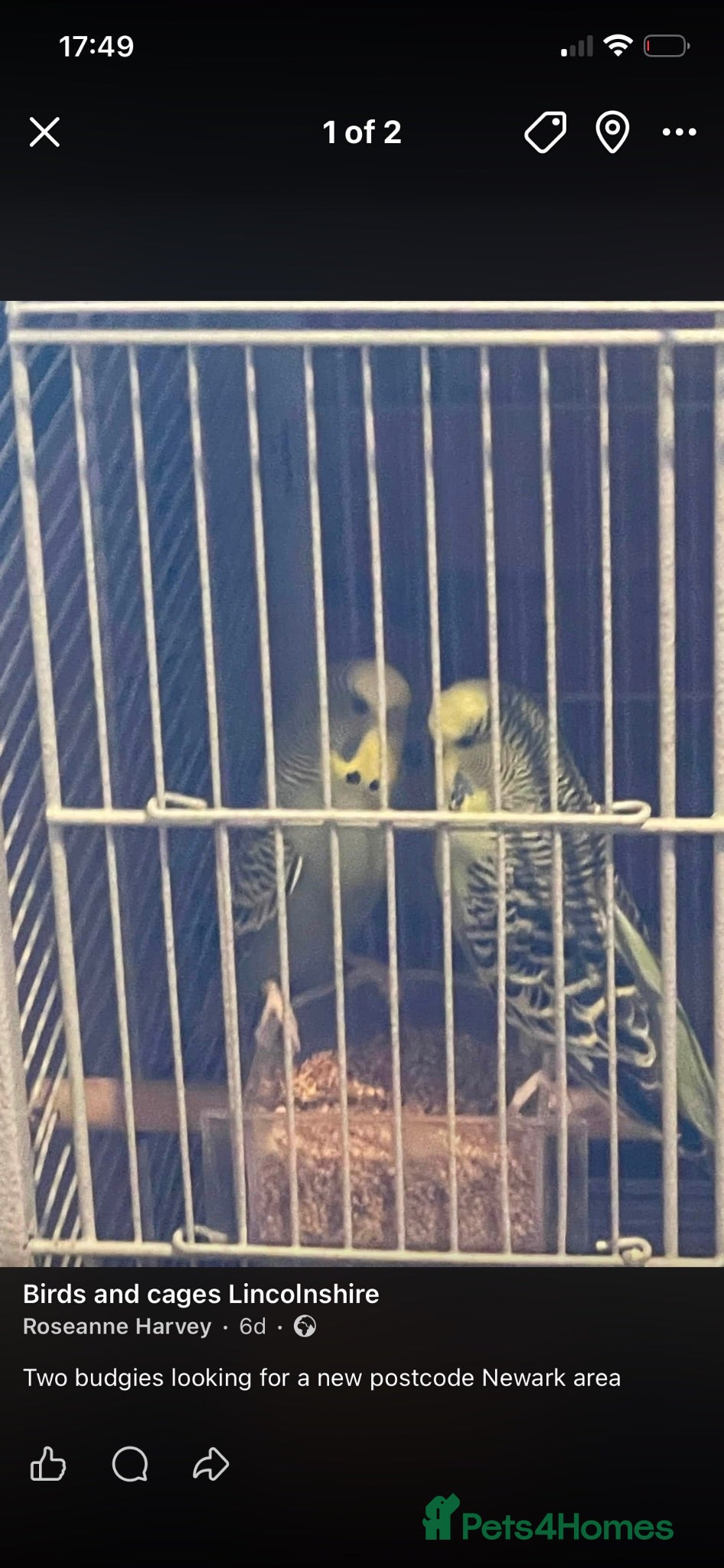 Budgerigars birds Budgies  - Advert 1