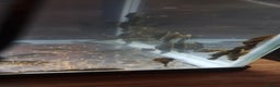 Plecos fish for sale: Baby bristlenose plecos  - Advert 2
