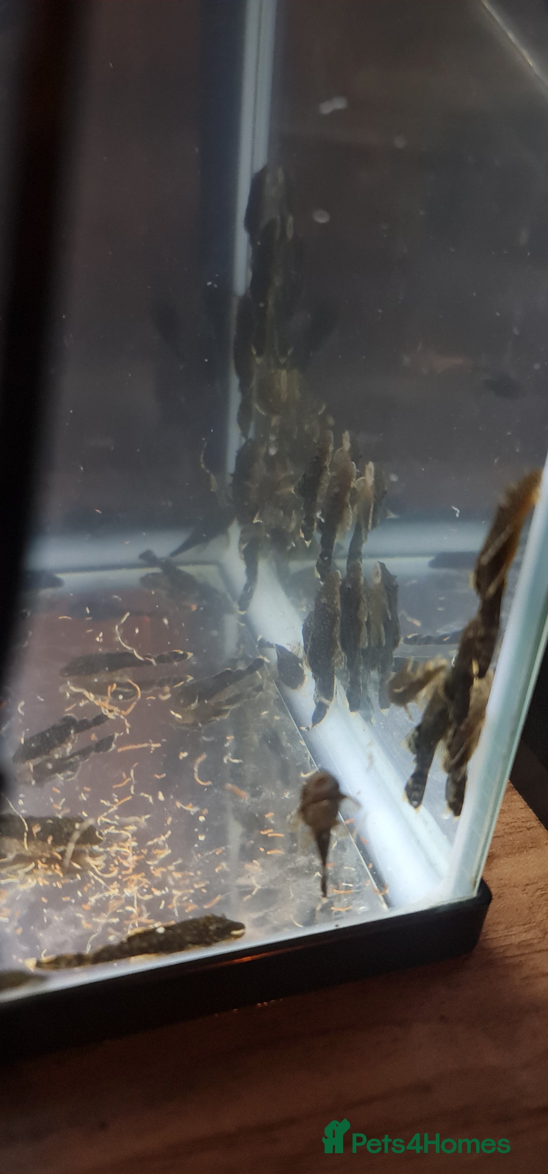 Plecos fish for sale: Baby bristlenose plecos  - Advert 2