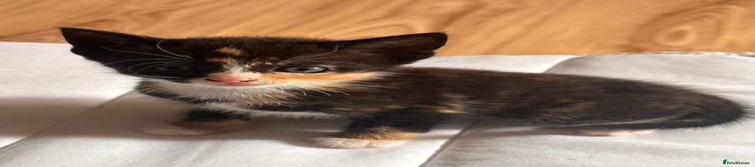 Domestic Shorthair Kitten 2