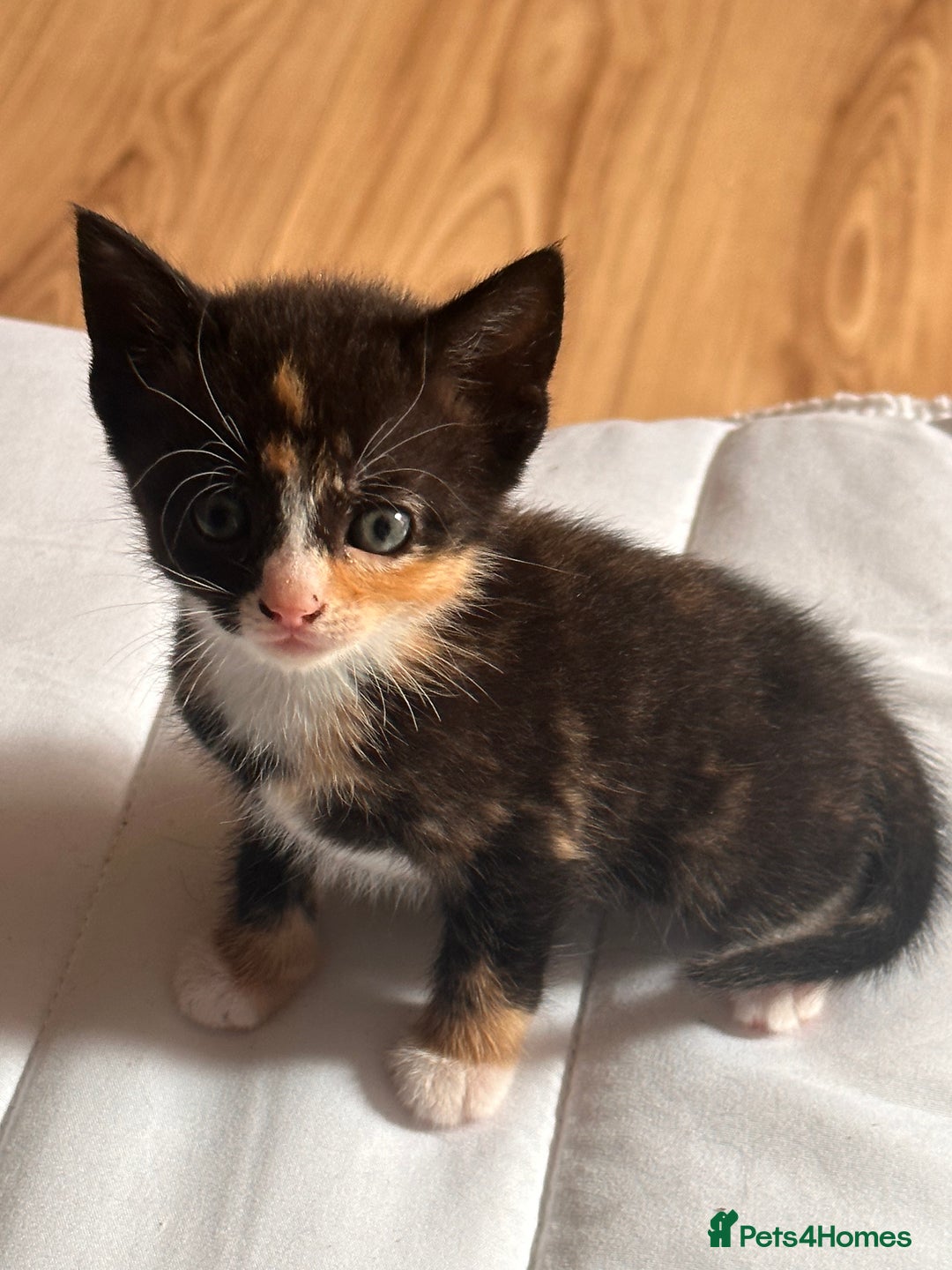 Domestic Shorthair cats for sale: Gorgeous Calico & B/W Kittens for sale! - Image 5
