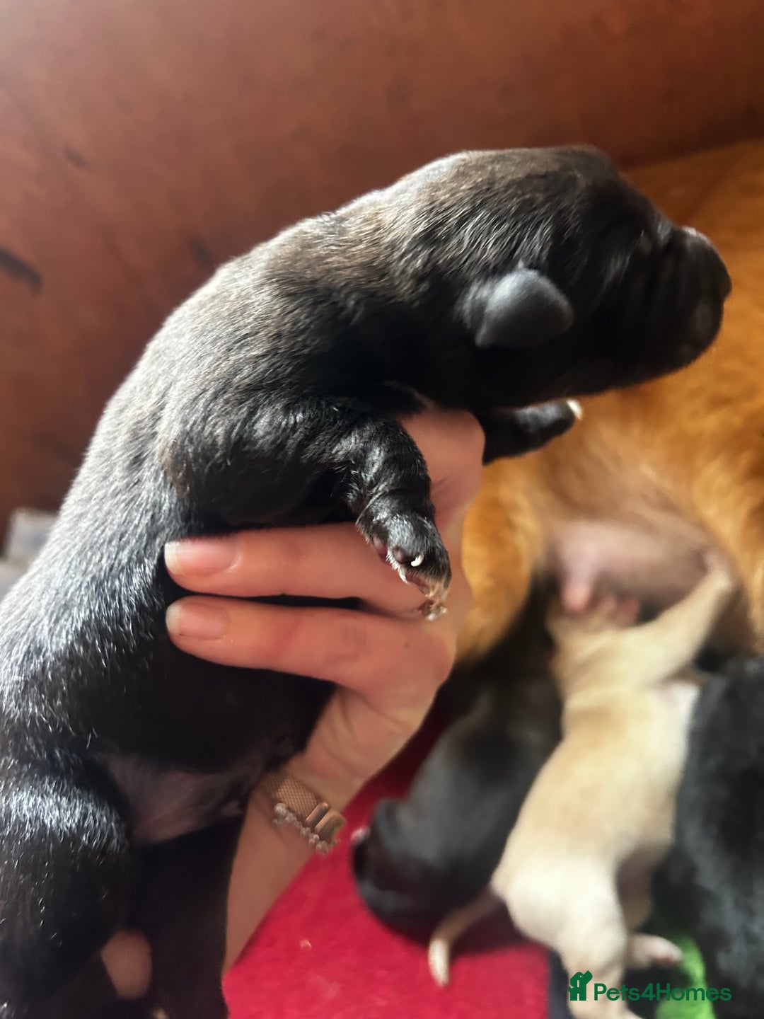 Mixed Breed dogs for sale: GSD x Lab  - Advert 13