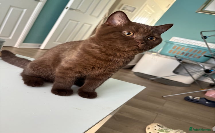 British Shorthair cats - Advert 14