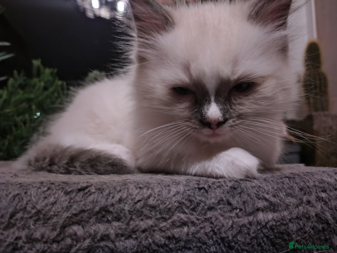 Ragdoll cats for sale: Beautiful Bluey  -unique little fluffy lovelies  - Image 22