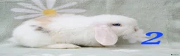 Mini Lop rabbits for sale: Friendly handled babies ready now - Advert 4
