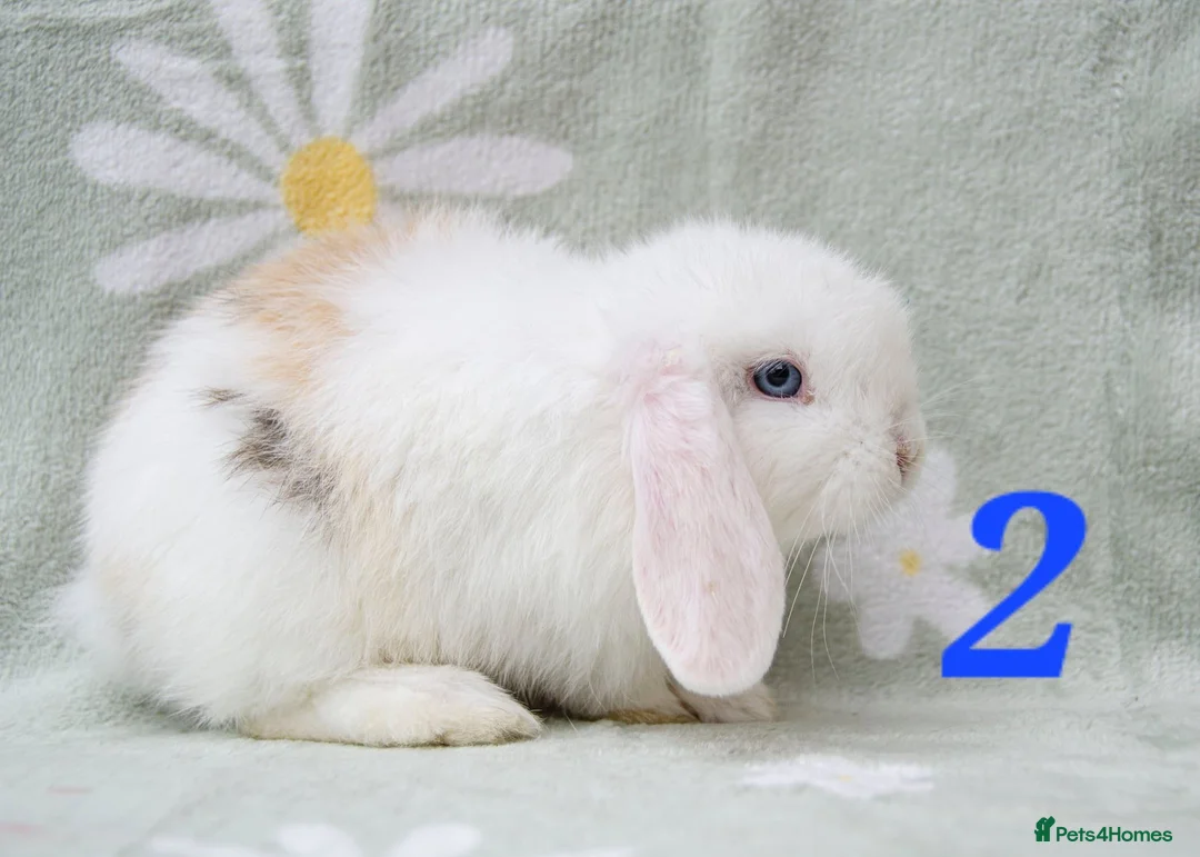 Mini Lop rabbits for sale: Friendly handled Boy2 ready now - Advert 1