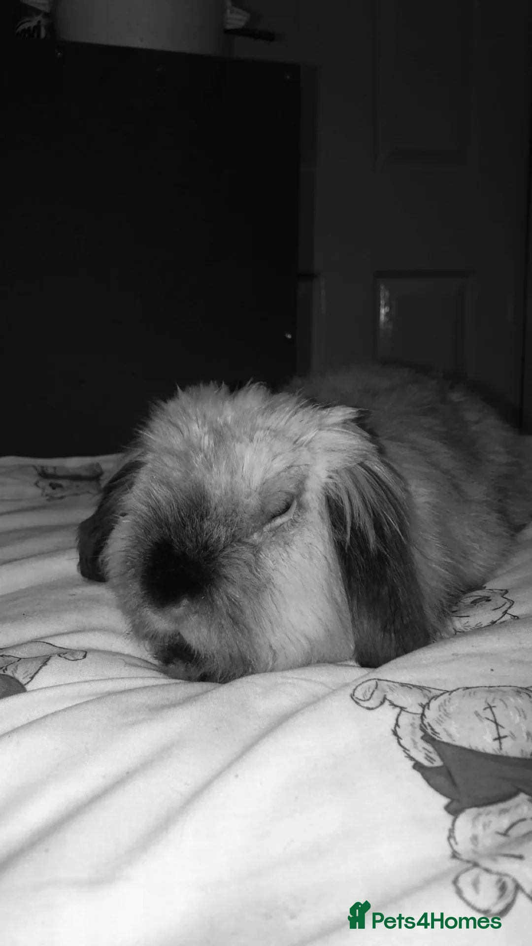 English Lop rabbits for sale: Prince  - Advert 4