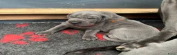 Great Dane dogs for sale: Gorgeous blue KC Great Danes.Ready now! - Advert 22