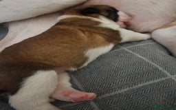Saint Bernard dogs for sale: 6th Generation St Bernard KC Reg puppies - Image 12