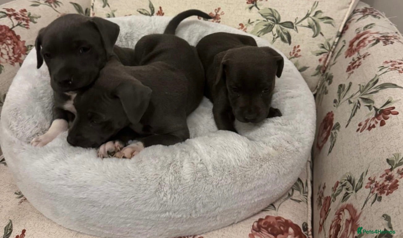Staffordshire Bull Terrier dogs KC reg Blue staffordshire bull terrier puppies - Advert 6