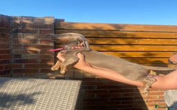 Dachshund dogs for sale: Beautiful Dachshund Puppies REDUCED  - Image 11