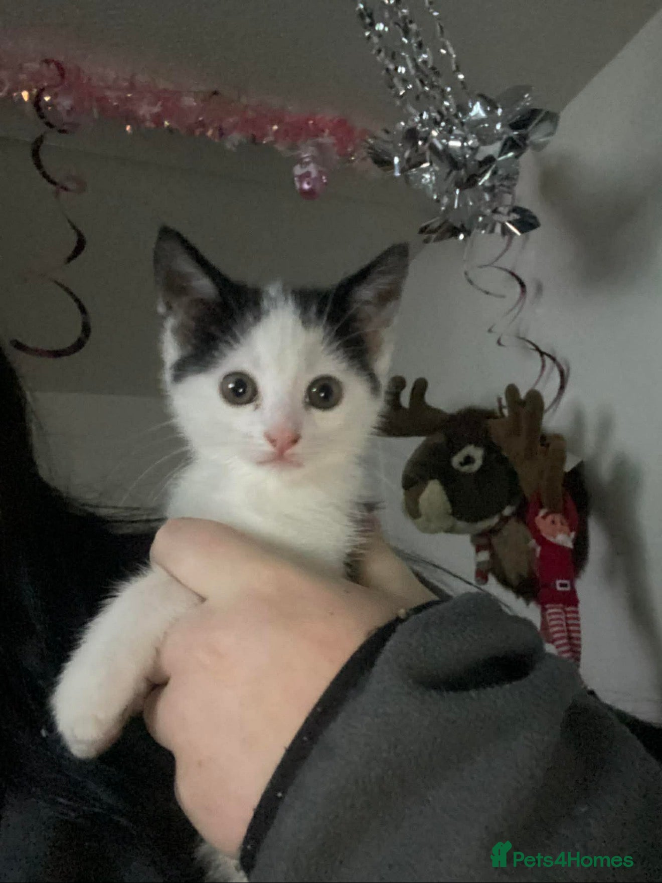 Mixed Breed cats around 3-4 month old kitten (open to offers) - Advert 3