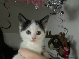 Mixed Breed cats around 3-4 month old kitten (open to offers) - Advert 1