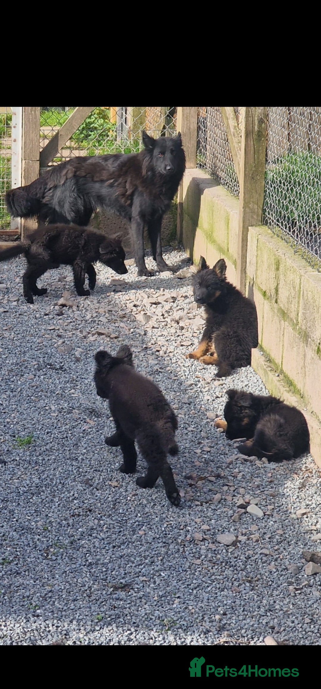 German Shepherd dogs for sale: German Shepherd pups  - Image 20