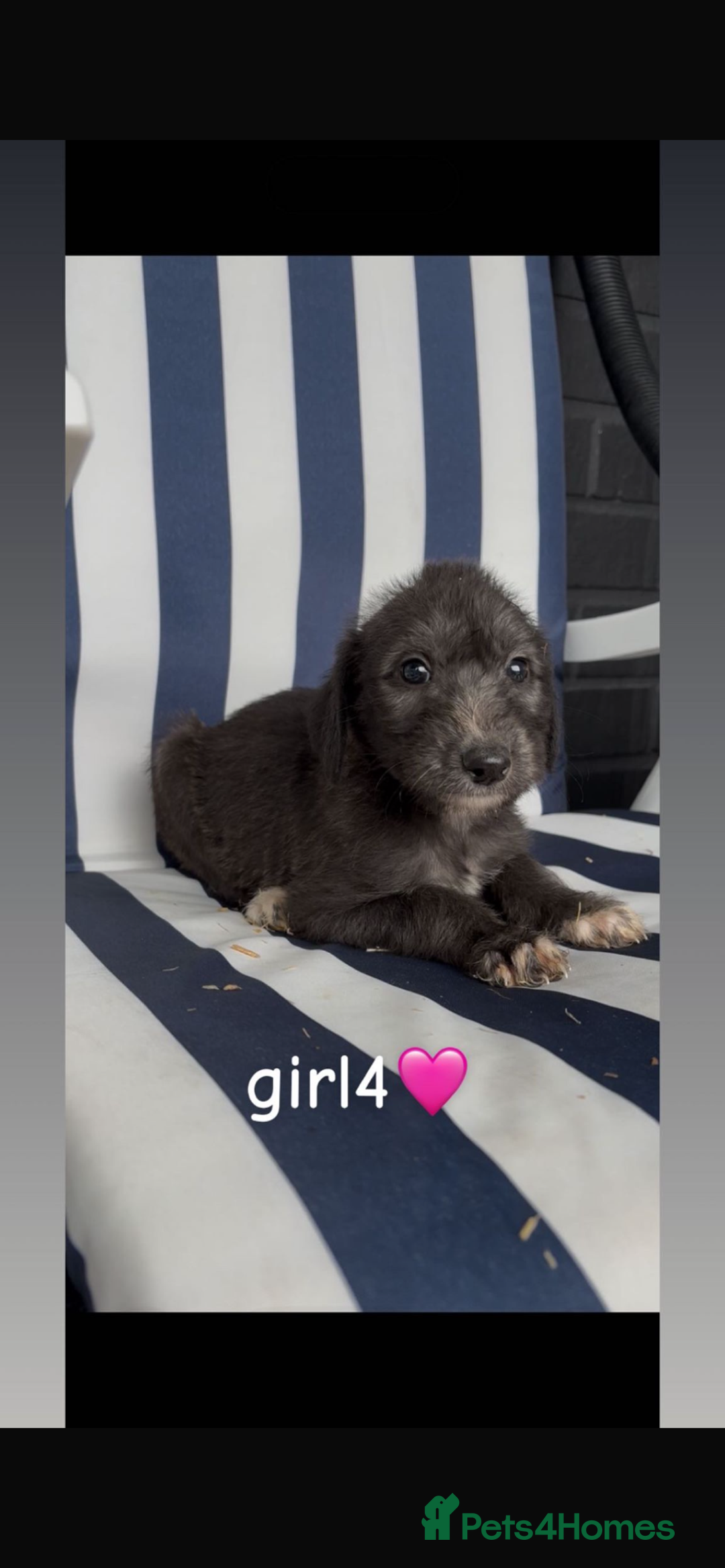 Lurcher dogs for sale: Beddlington whippet saluki greyhound  - Image 8