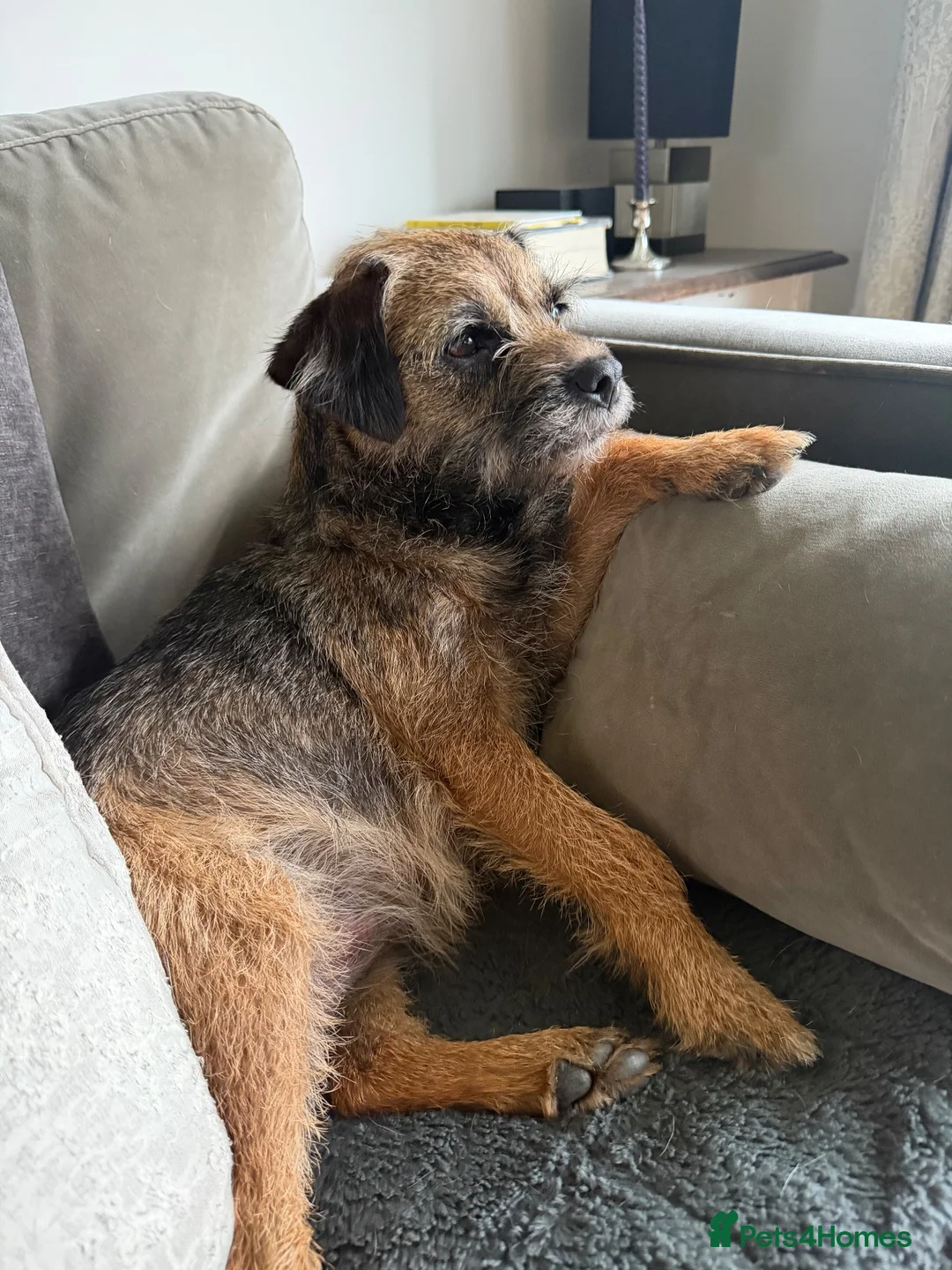 Border Terrier dogs for sale: 2 x Bitches  in Antrim - Advert 1