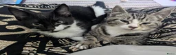 Mixed Breed cats for sale: Kittens ready for their homes - Advert 2