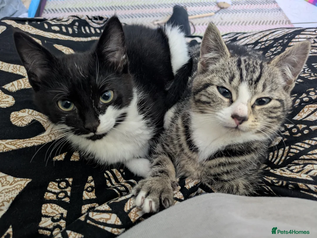 Mixed Breed cats for sale: Kittens ready for their homes - Advert 2