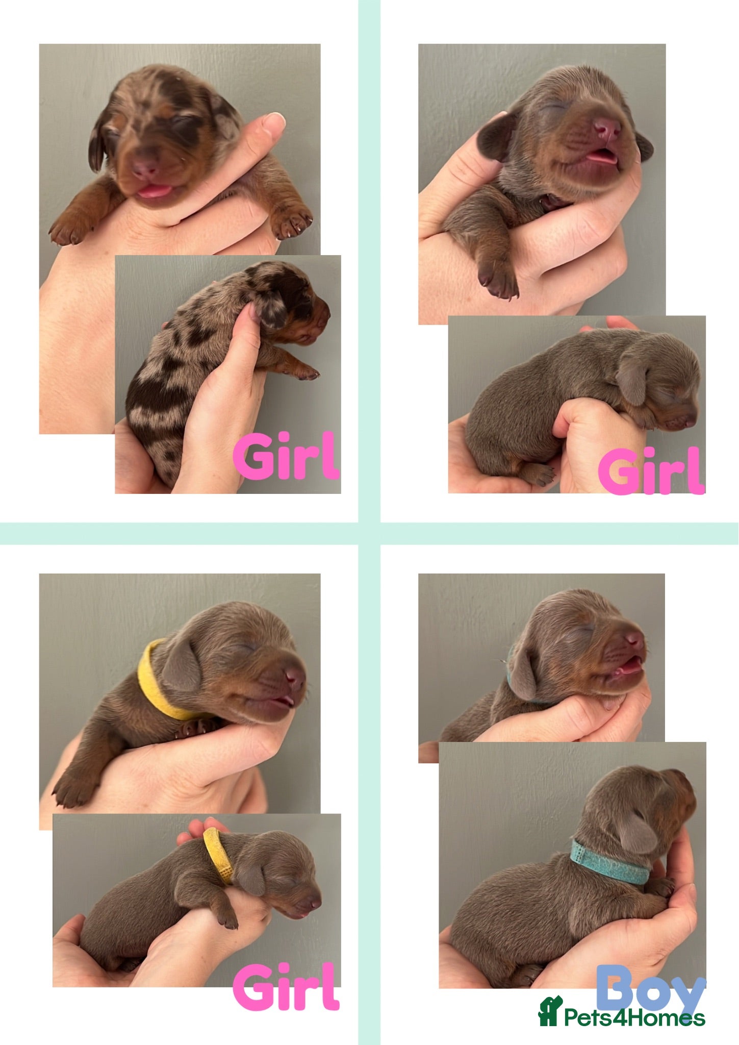 Miniature Dachshund dogs 🐾💕 Miniature Dachshund Puppies 💕🐾 - Advert 16